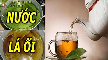 Uống nước lá ổi có tốt không?
