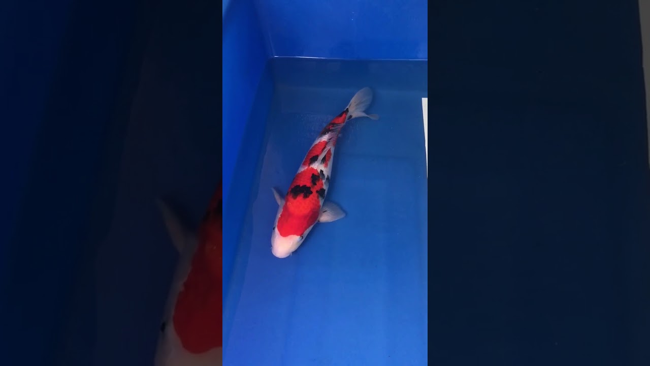 17 inch female sanke 5