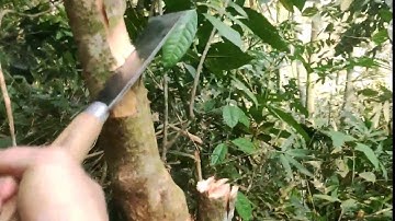 đi rừng ∆ chặt cây bằng con dao tông cực sắc