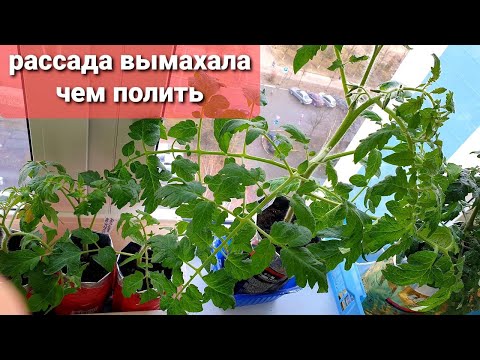 Рассада вымахала.Так чем полить,чтоб стала низкой? Притормозить можно, но есть НО.