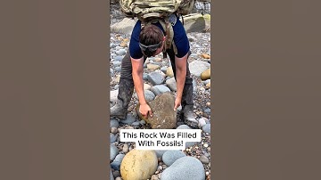 We broke open this loose block to reveal Fossil Specimens from over 190 Million Years Ago!