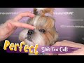 Grooming a shih tzu  stepbystep guide for perfect shih tzu haircuts  transform your dog today