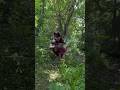 Quads Near Beautiful Stream! #WolfHearted #Quads #SupportTherians #BeYourself #Vlog