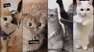 cute cat video and kitten meowing