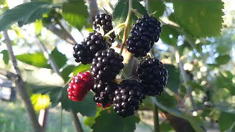 Blackberry ecstasy - Polish female  practicing Eng...