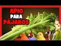 APIO para CANARIOS y PAJAROS EXOTICOS 🐤 FRUTAS y VERDURAS PARA PAJAROS | Remedios naturales |