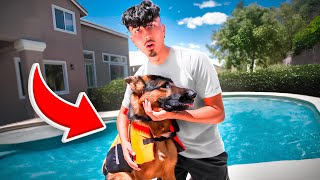 My Dog Almost Drowned...