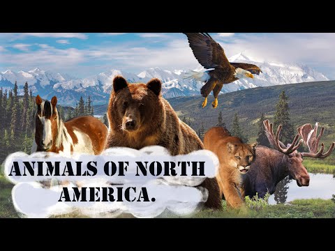 Video: Welke Dieren Leven Er In Noord-Amerika