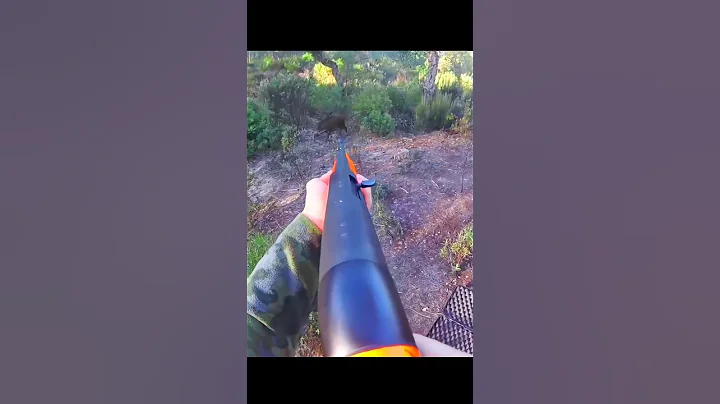 великолепный снимок дикого кабана идеальный снимок головы#challenge#wildboar#hunting#chase#shorts