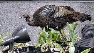 A Rare Wild Turkey in Midtown Manhattan