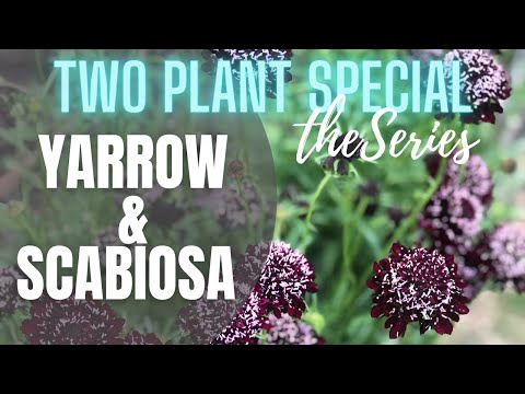 Video: Scabiosa Plants: How To Grow A Pincushion Flower