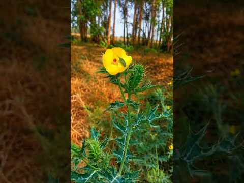 Don’t Touch This Plant Until You Know What It Is! #shorts #plants #farming