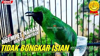Download Lagu WAJIB DIPAHAMI❗CUCAK IJO TIDAK BONGKAR ISIAN AKIBAT NGEMPET BIRAHI CUMA HANYA JAMTROK ||KICAUMANIA MP3