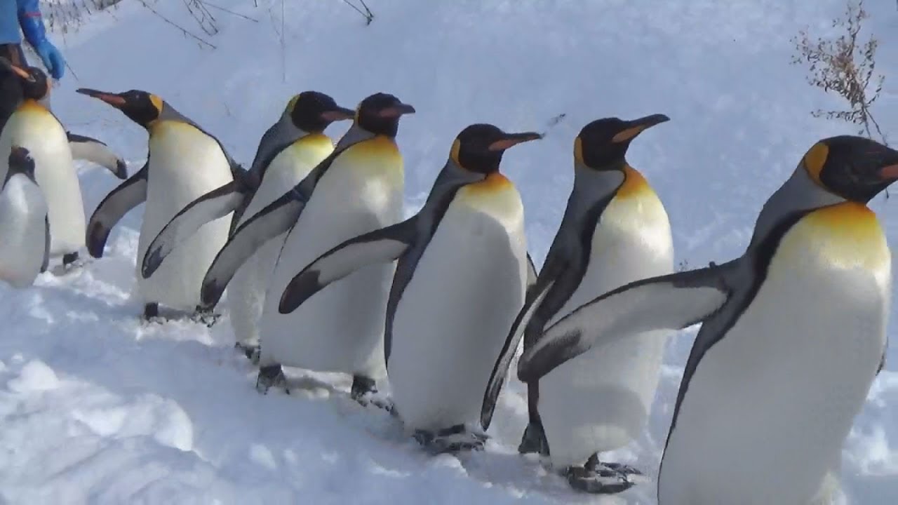 ペンギンお散歩 北海道 旭山動物園 Youtube