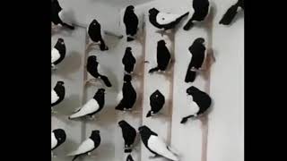Iranian Pigeons for Sale in London, UK | Persian Pigeons | Pigeon Market in UK by Nadia Pets Global 643 views 2 years ago 1 minute, 7 seconds
