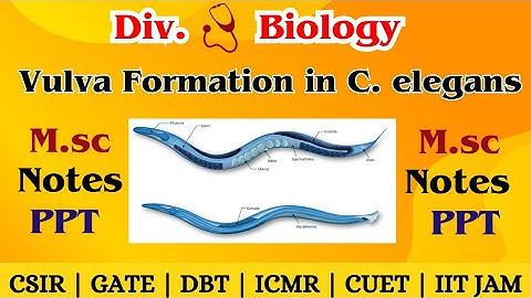 Vulva Formation in C. elegans | Developmental Biology & Cell Signaling