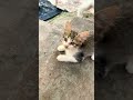 Se cree muy salsa #gatitos #cat #consentidotumascota #catchow #cute #kitten #cats