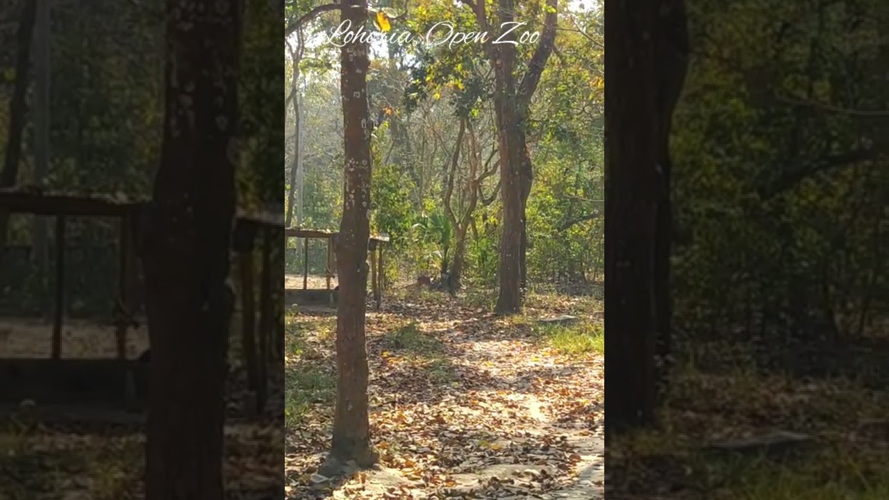 Madhupur National Park, Tangail