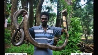 The Biggest Cobras In The World Staying In INDIA (PhotoShots)