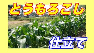 トウモロコシ 育て 方：よくある質問とトラブルシューティング