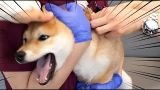 [screaming Shiba] I hate injections ~!!