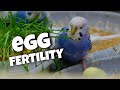 candling budgie eggs🥚- checking egg fertility