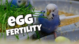 Budgie Egg Fertility: Candling