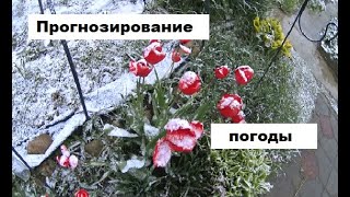 Прогнозирование погоды в пчеловодстве