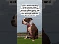 Just wanna travel #travel #funny #funnyshorts #funnyvideo #funnymemes