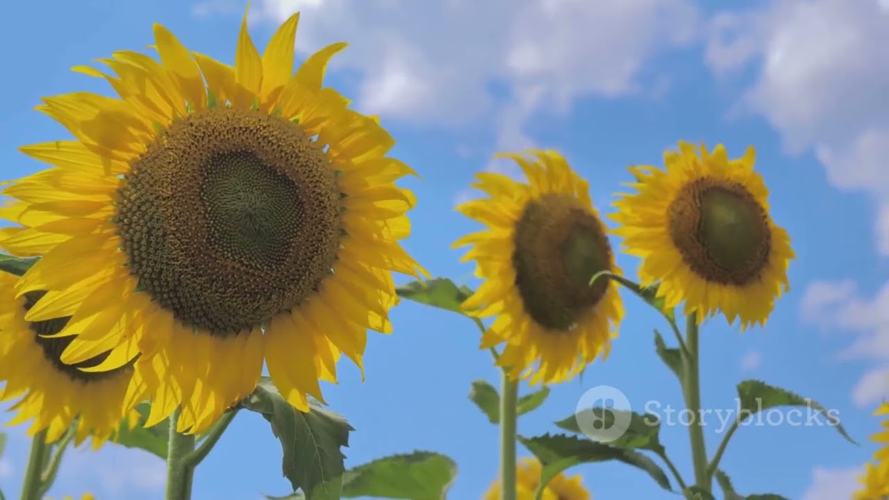 defining terms in life science