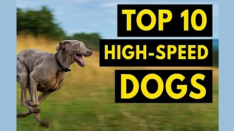 Top 10 High-Speed Dogs | Fastest Dog Breeds Ranked