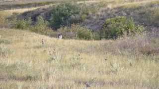 Grace Of A Karelian Part Ii