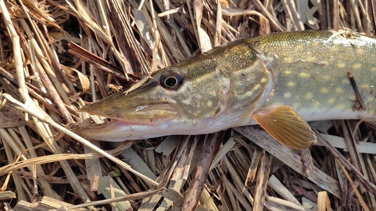 Риболовля весною на силіконові приманки спінінг 2023  Azura Sawada Заборонена щука