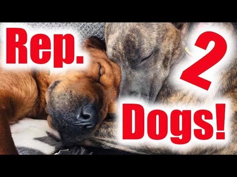 trigger-warning!!-republican-dogs-meme-rant-v2-|-memes-review-|-try-not-to-laugh