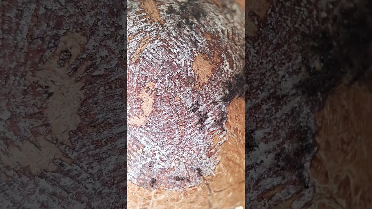 Plant mater ants with coconut? 3