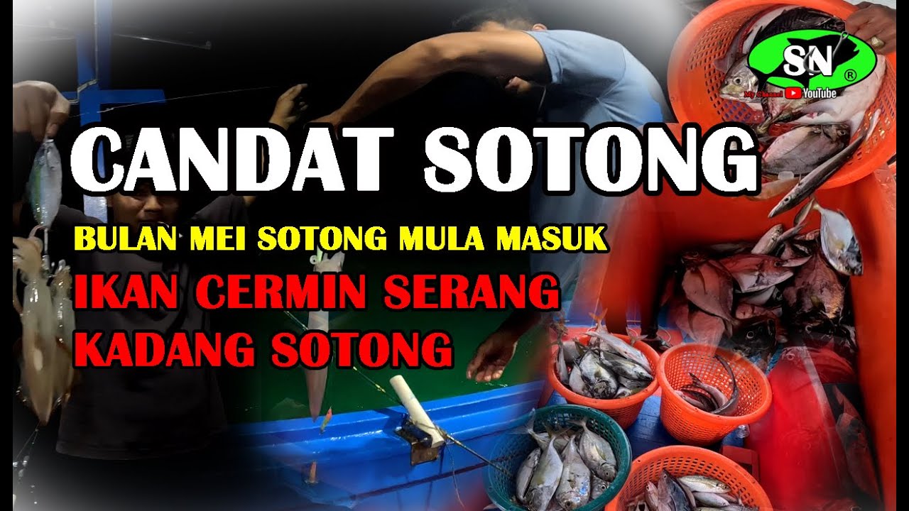 CANDAT SOTONG 🦑🐟 Bulan Mei sotong mula masuk
