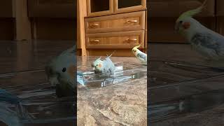 Попугай Корелла Люсинда Купается 🐥 #Животные #Cockatiel #Корелла #Попугаи #Parrot #Pets