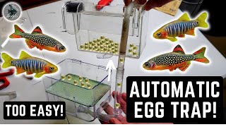 HOW TO MAKE A DIY AUTOMATIC EGG TRAP FOR NANO FISH LIKE CELESTIAL PEARL DANIOS!