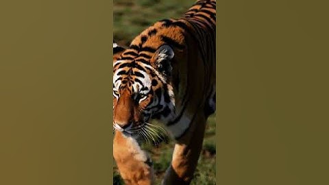 Ai Generated Fusion Batch (a new one)