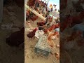 hen 🐷 peacock murga