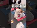 サモエドさんの動画見て笑ったら寝ろwwwwwwww