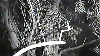 12 Starr Ranch Great Horned Owl Vocals 2 am pst