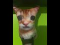 el gato #elgato