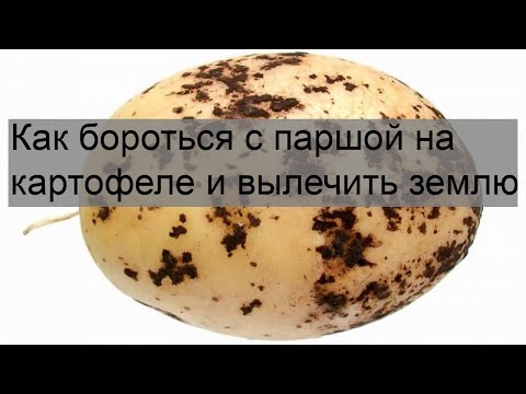 Как бороться с паршой на картофеле и вылечить землю