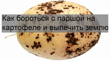 Как бороться с паршой на картофеле и вылечить землю
