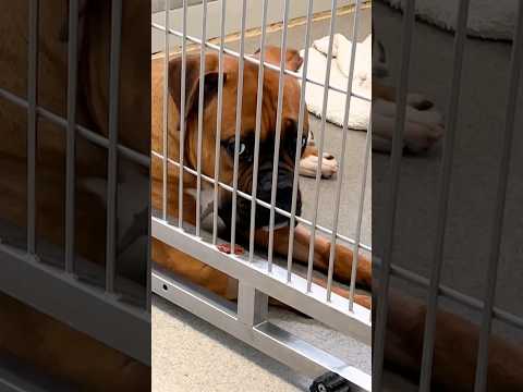 Βίντεο: 12 σκυλιά που ζουν τις καλύτερες ζωές τους τώρα που είναι ωραίο έξω