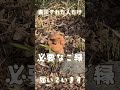 【表示された人だけ】この神聖映像は“今必要な人”に届いています|眺めるほど心が澄み渡る特別な遠隔参拝|開運招福・商売繁盛・家内安全のご縁へ #開運 #神社 #パワースポット #浄化 #運気上昇 #金運