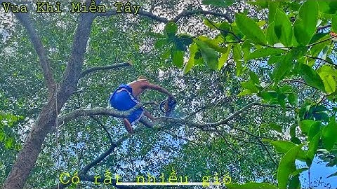 A Tùng (Vua Khỉ Miền Tây )leo Cưa Bần lúc trời đang có gió mạnh tại An Hữu Cái Bè Tiền Giang