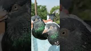 #teddypair #pigeon #kbootr #clips #birds #foryou #clickbank #best #foryoupage