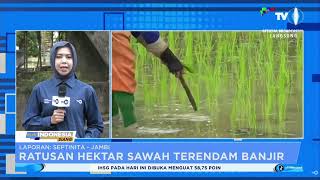 Ratusan Hektar Sawah Di Jambi Terendam Banjir